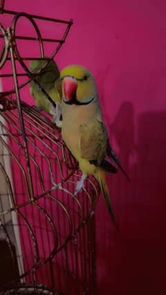Ringneck parrots