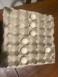 Hen (red golden p*hea*san*t)