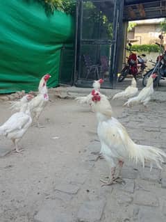 6 male Heera Aseel white nok nali full white bread with gurenty