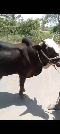دو دانت بچھڑے فارسیل