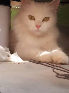 pershian cat available allah wala town