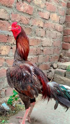 Aseel murga for sale