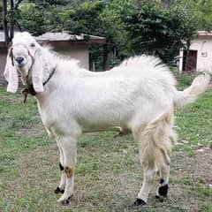 RAJANPURI