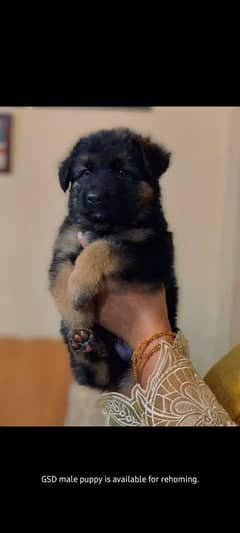 GSD