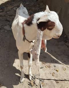 Kamori Goat Breed