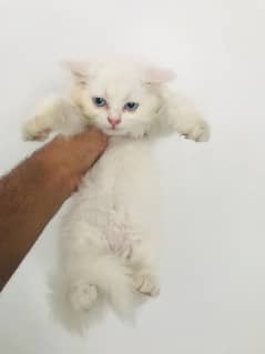 Persian Triple coated 3 kittens for sale