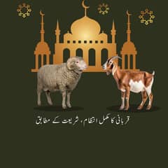 Qurbani k bakry chatry zibah krwany k liye rabta kren booking jari ha