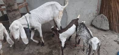 1 female 2 male babi 3manth agr for sal