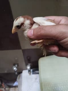 اصیل مرغی۔   اصسیل۔ چوزہ
