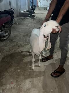 MASHALLAH