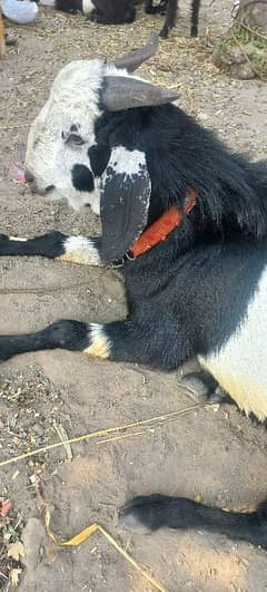Bakra for Sale