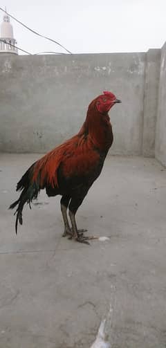 Aseel patha for sale