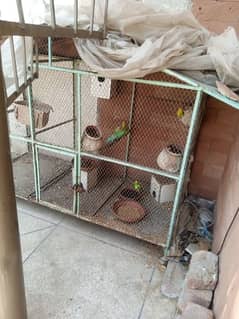 Cages for Parrots, Hens