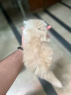 Persian kittens for sale
