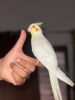 handtame red eyes coctail(03234235456)