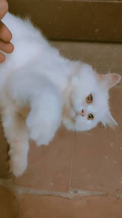 6 month Persian kitten full long coat
