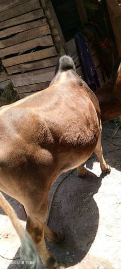 Qurbani Ka Bail For sale