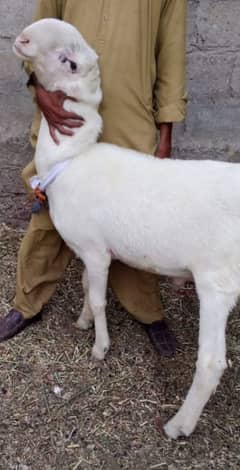 sheep ghare KY palye huwye Hein qurbani 2025 KY liye