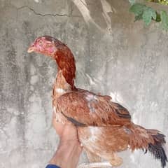 aseel
