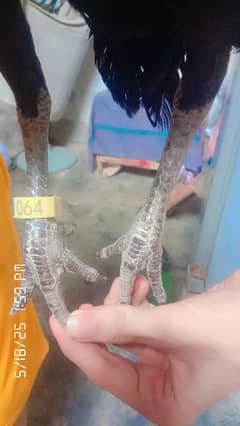 Aseel pair