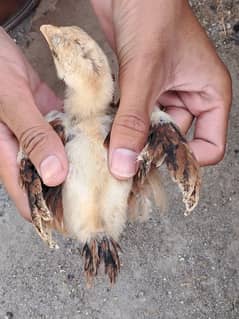 High quality aseel chicks available