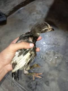 Pure mushka breed chicks