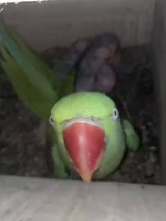 100% breeder pair healthy and active for sale