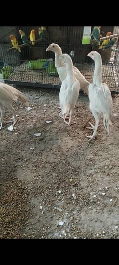 shamo,mianwali , heera,aseel chicks and breeder