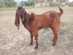 beetal bakra for sale