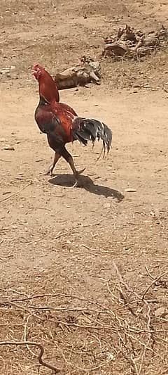 mianwali breed
