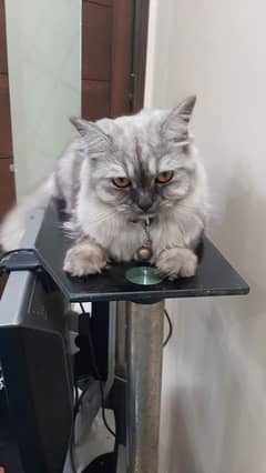Persian