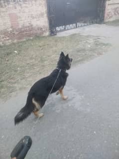 German shepherd
