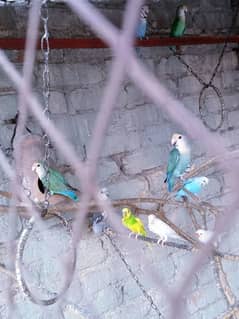 Whiteface lovebird