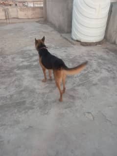 jerman