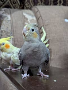 Cocktail pair handtamed