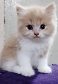 Persian kittens pair for sale