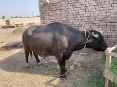 Qurbani