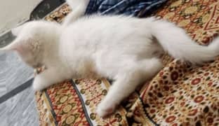 beautiful kitten in reasonable price white Persian cat