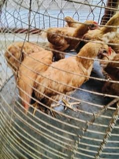 Golden buff hen's