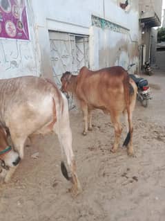 2 dat bharee bef vat 4 màn