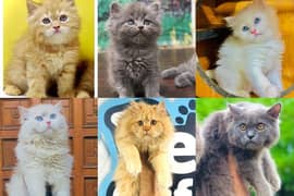 Persian triple coated punch face kitten available for sale