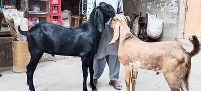 beetle goats for qurbani