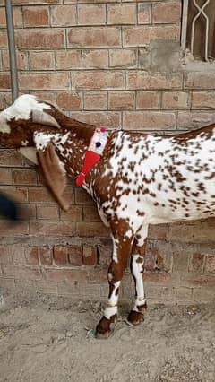 1 male Best for qurbani lovers