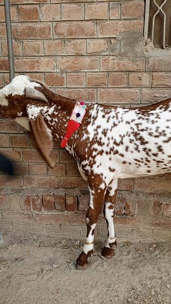 1 male Best for qurbani lovers 0