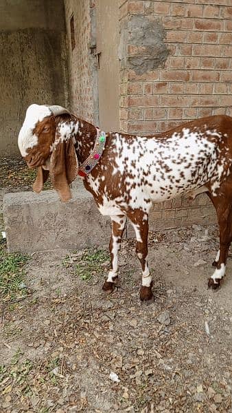 1 male Best for qurbani lovers 1
