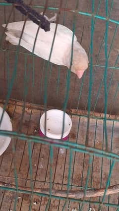 Albino