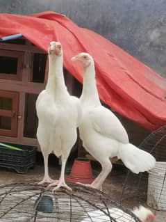 Heera Aseel, one male and two female