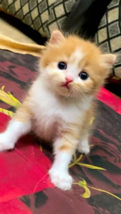 1 month cat baby’s