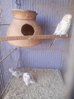 Budgies
