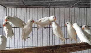 Love Birds Available for Sell